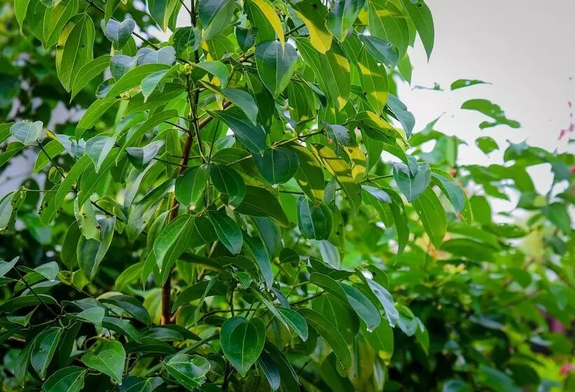 استراحتگاه Ayurveda Villa 386