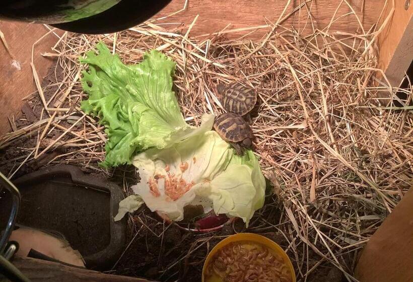 펜션 Le Papillon De Soie