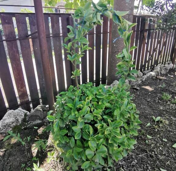 پانسیون Villa Platinum