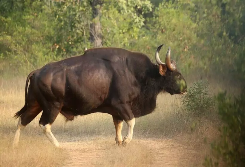 ホテル Red Earth Tadoba
