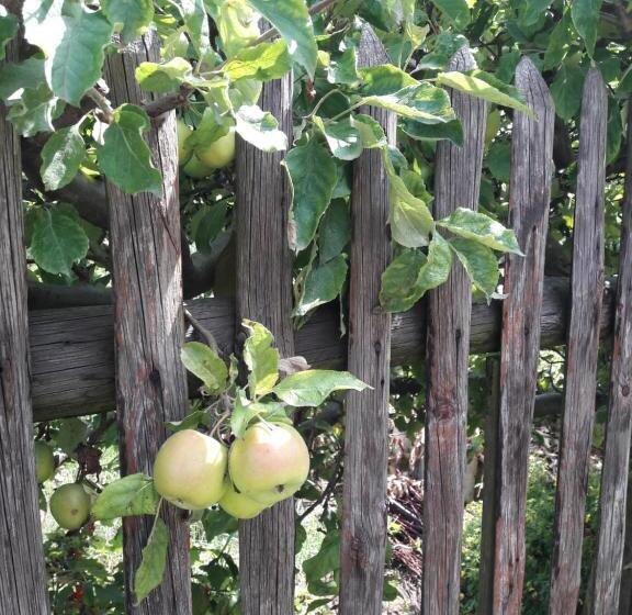 بنسيون Auf Kleine Wiesen