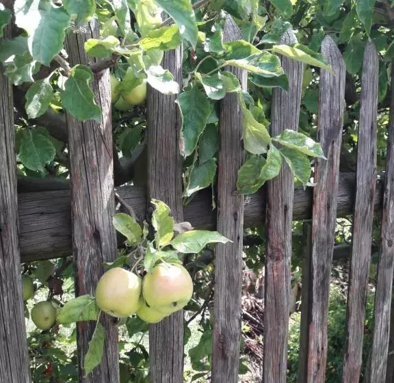 ペンション Auf Kleine Wiesen