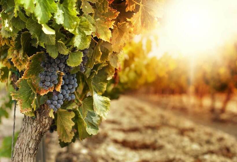 فندق Les Tonnelles