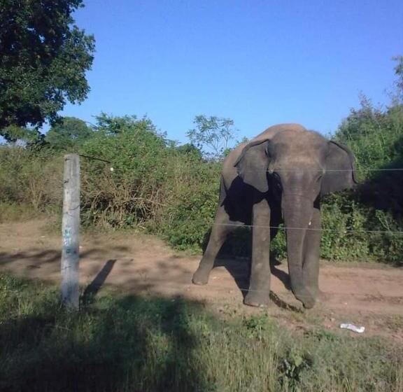 Yonan River Face Safari Resort
