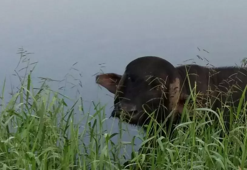 Yonan River Face Safari Resort