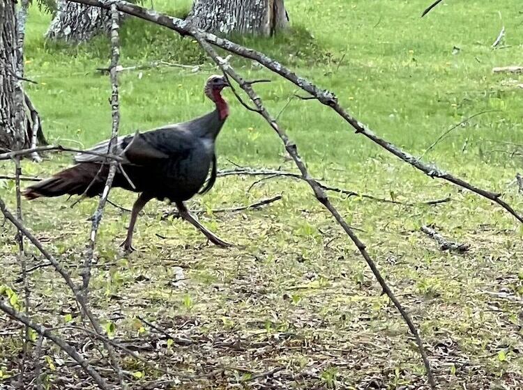 فندق صغير High Tide Inn On The Ocean, Motel And Cottages