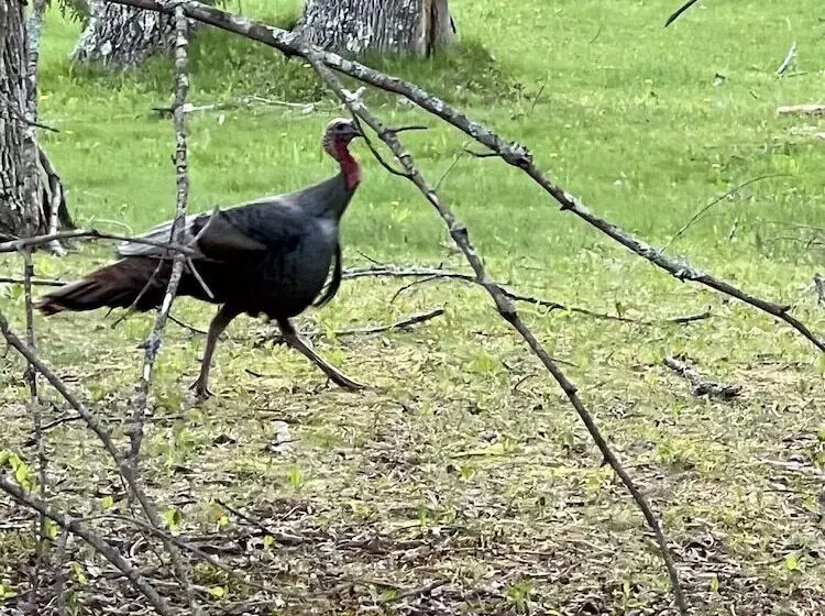هاستل High Tide Inn On The Ocean, Motel And Cottages