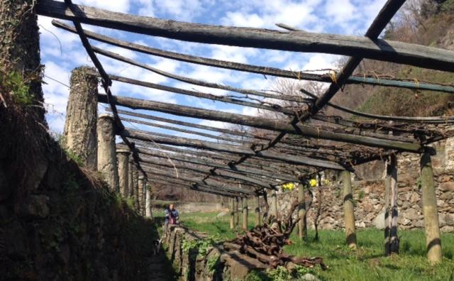 פנסיון Residence Castello