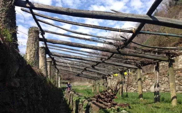 پانسیون Residence Castello