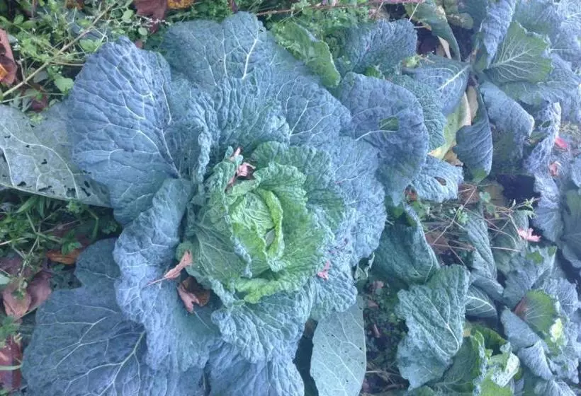 پانسیون Residence Castello