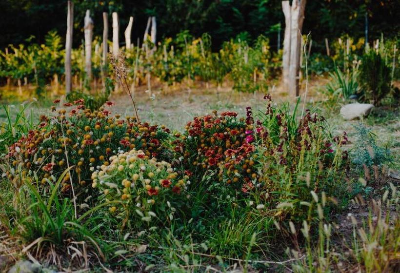 پانسیون Telavi Tel Aviv