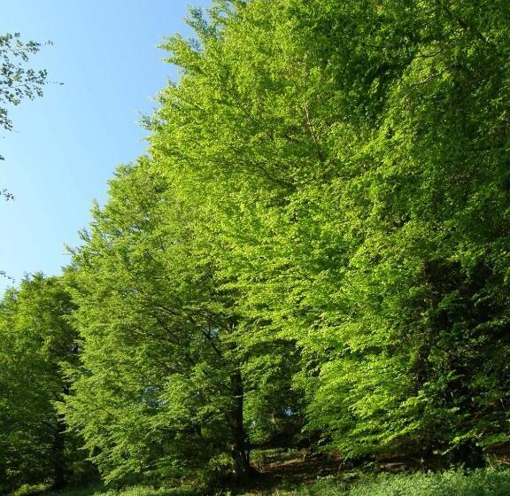 Пансион Hostal Cicloturismo Lopenea