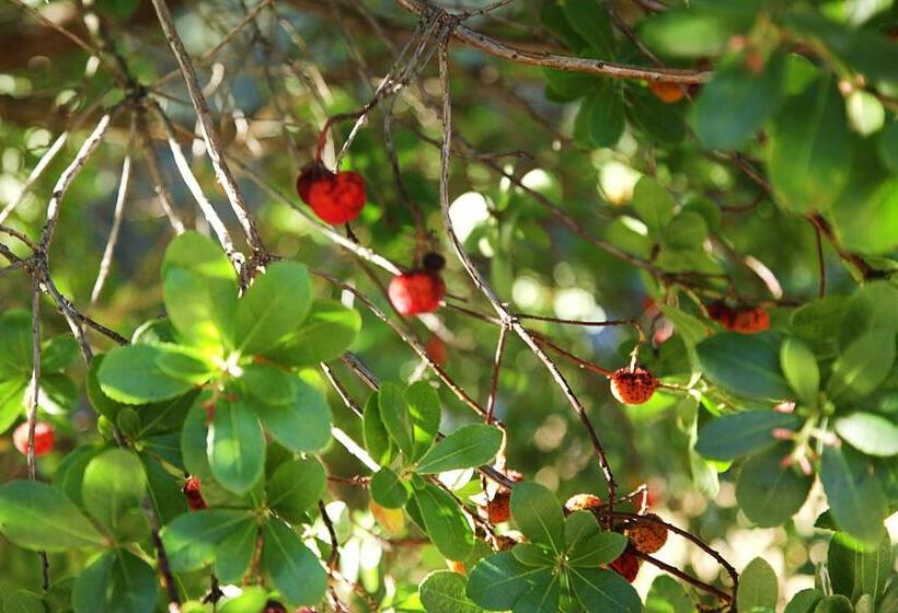 ペンション Encosta Dos Túneis   Turismo E Lazer