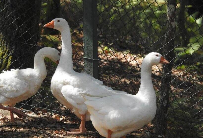 ペンション Encosta Dos Túneis   Turismo E Lazer