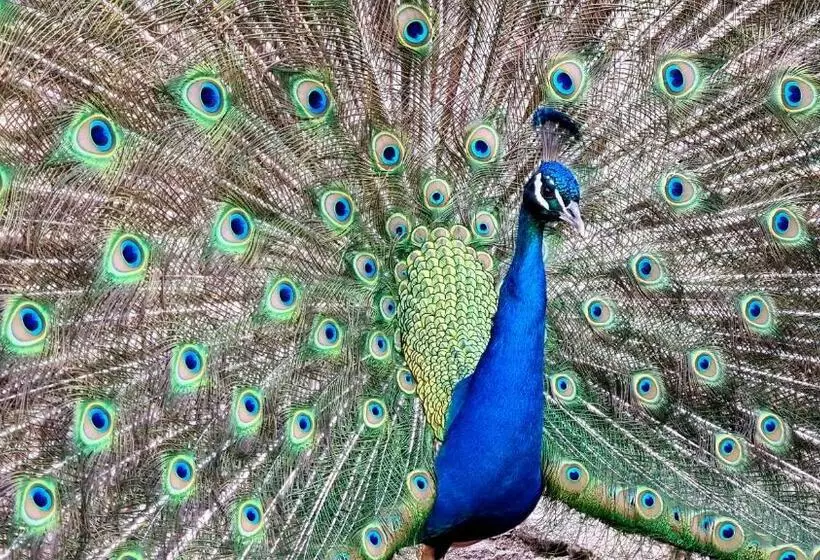 Quinta De Santo Estêvão Hotel Rural