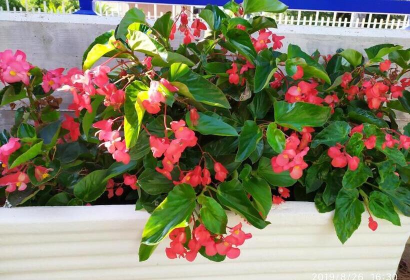 פנסיון Coccinella