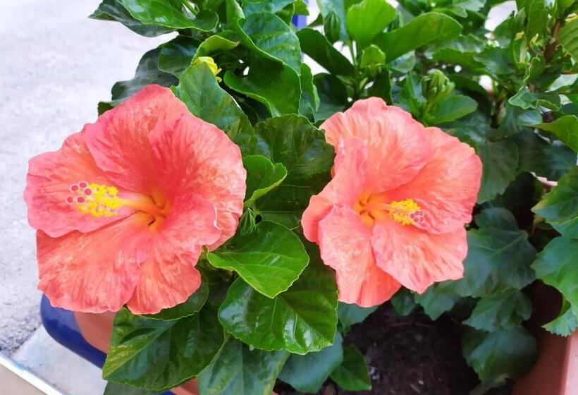 פנסיון Coccinella