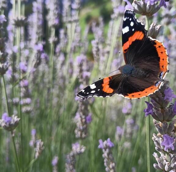 Пансион La Barma