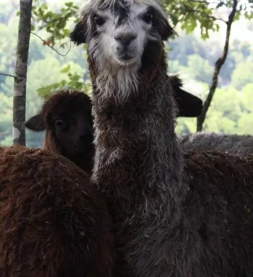 Hotelli Azienda Agricola I Colli Di Marliano