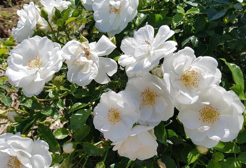 בית מלון כפרי Agriturismo Frascje Dai Spadons