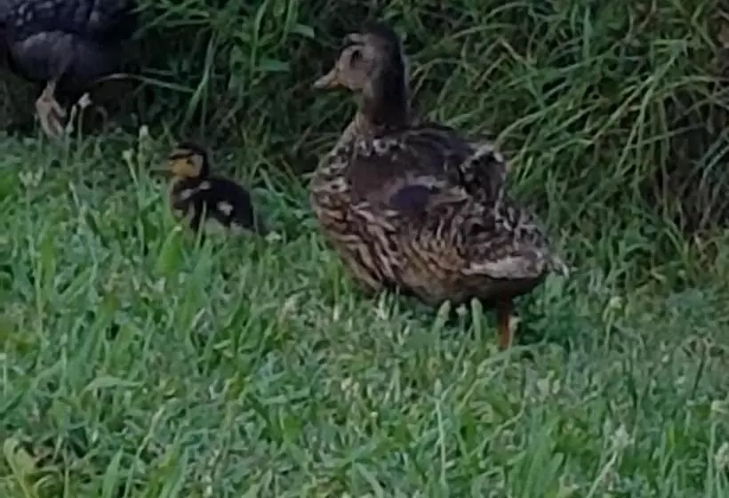ホテル Agriturismo Frascje Dai Spadons