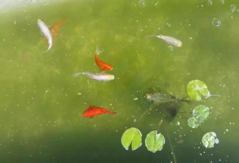 Country House Ciliegia Rossa