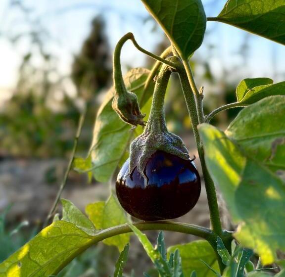 酒店 Tenuta Di Paternostro