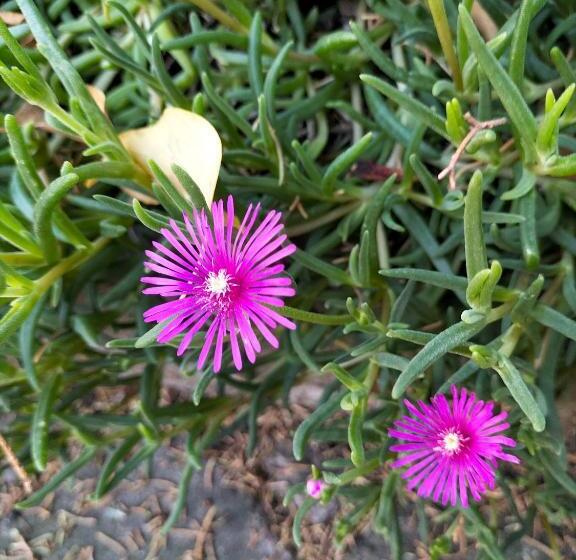 بنسيون Night & Day Affittacamere Di Laura Patuelli