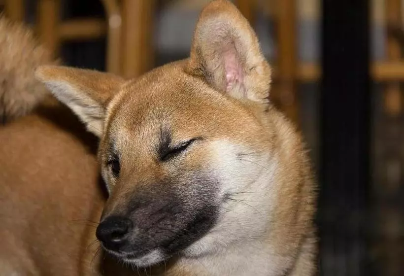 Majatalo Cavallo Bianco