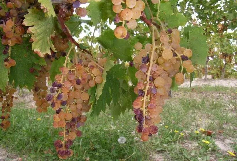 Hotelli Agriturismo Rupestr