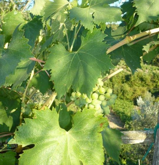 Hotelli Agriturismo Poggio All'olmo