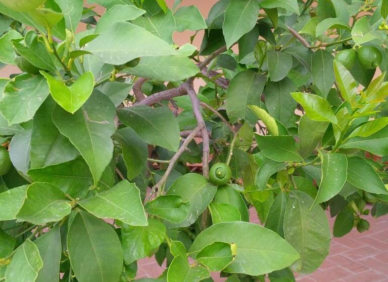 ホテル Agriturismo Valentina Cubi