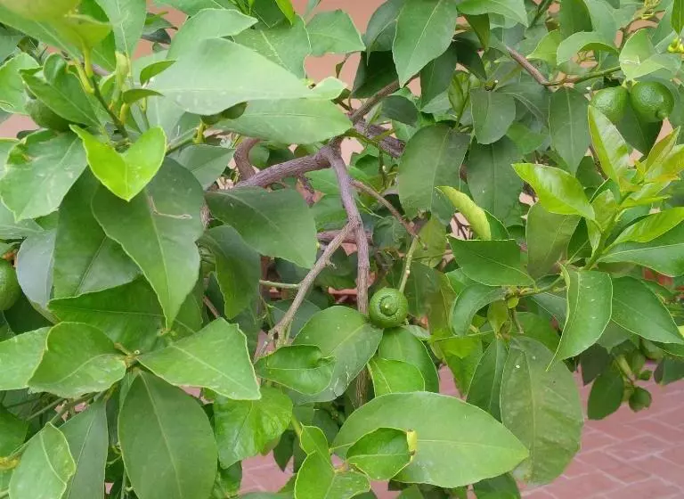 ホテル Agriturismo Valentina Cubi