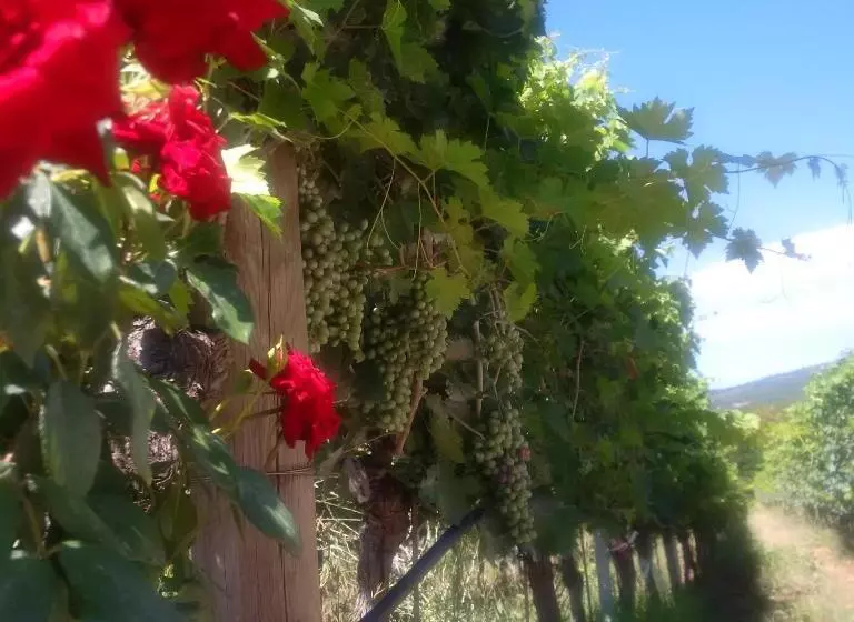 ホテル Agriturismo Valentina Cubi