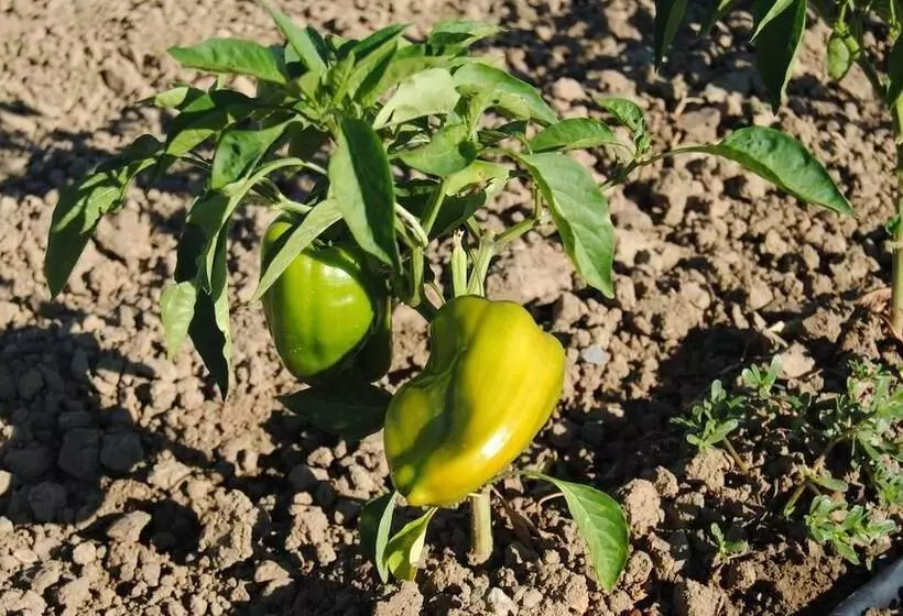 ホテル Cascina Bosco Gerolo