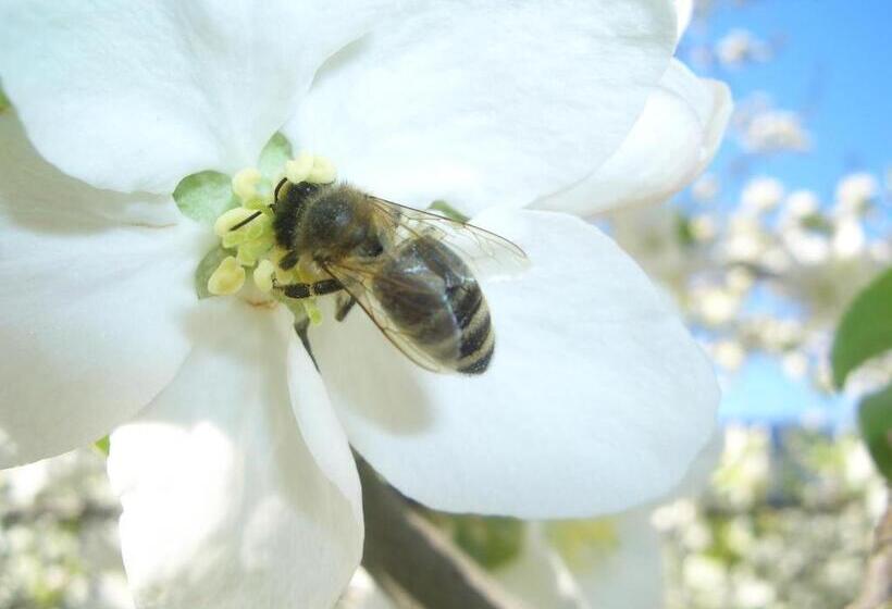 בית מלון כפרי Lafreiderhof