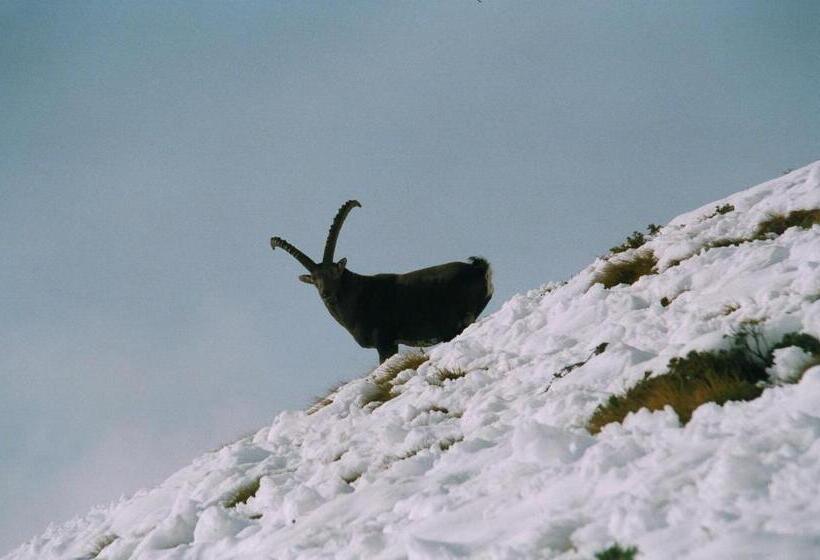 پانسیون Affittacamere Saint Salod