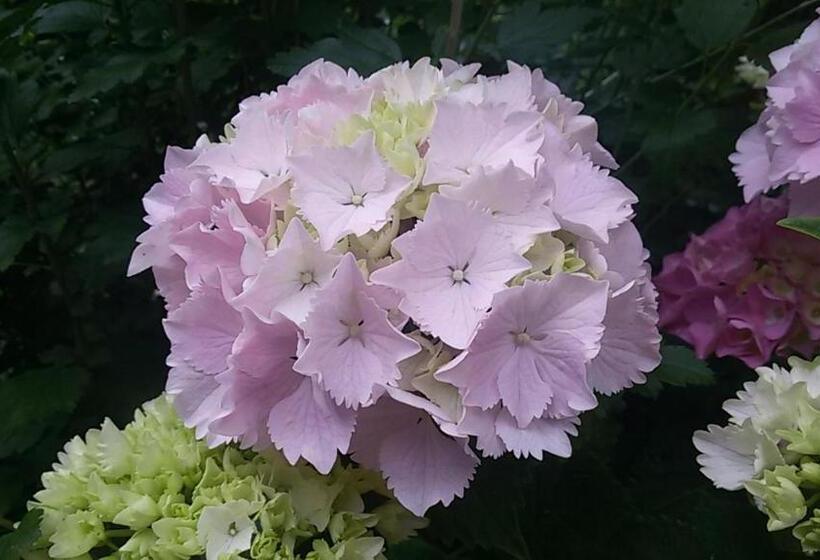 پانسیون I 4 Gatti