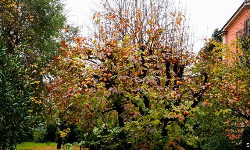 پانسیون I 4 Gatti