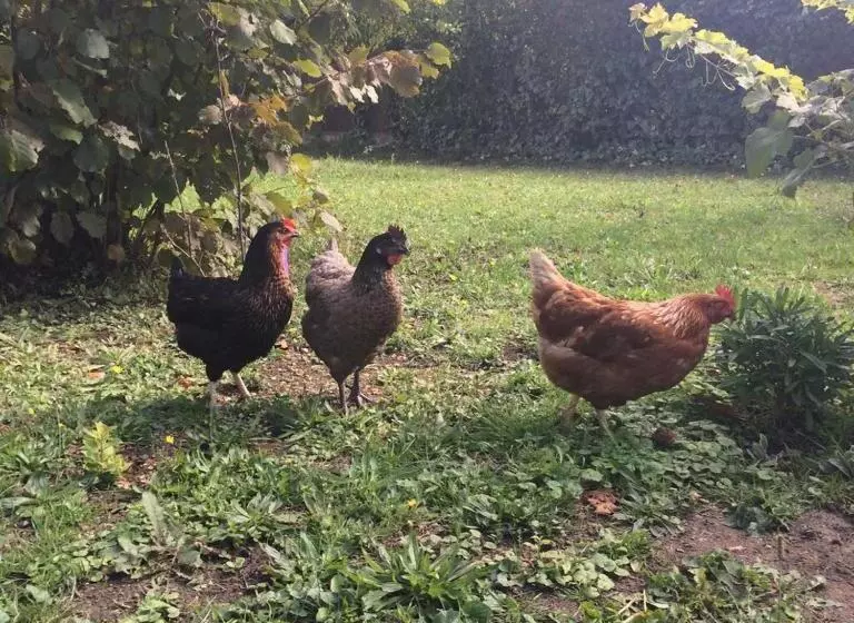 ペンション Maison D'hôtes Les Coudreaux