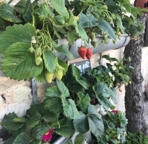 بنسيون Maison & Tartine