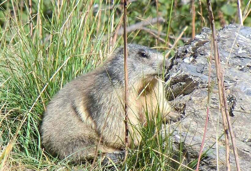 旅馆 Auberge Du Pont De L Alp