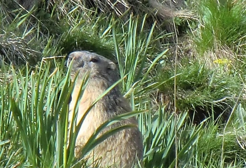 旅馆 Auberge Du Pont De L Alp