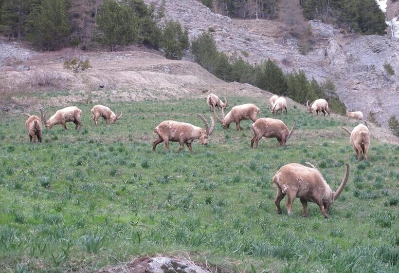 旅馆 Auberge Du Pont De L Alp