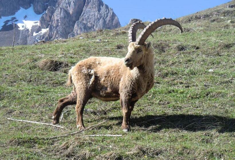 旅馆 Auberge Du Pont De L Alp