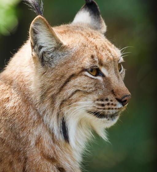 Le Couarôge Chalets Et Appartements