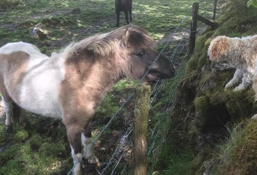 پانسیون The Cherrybrook