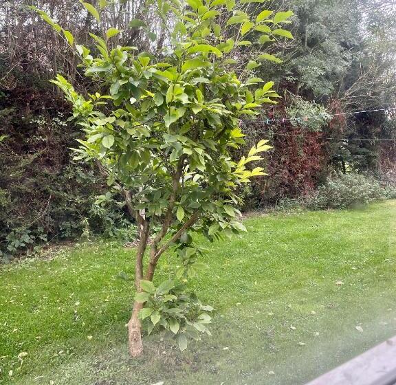 פנסיון Bramley House