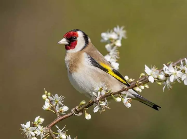 Majatalo Crawfords Guest House