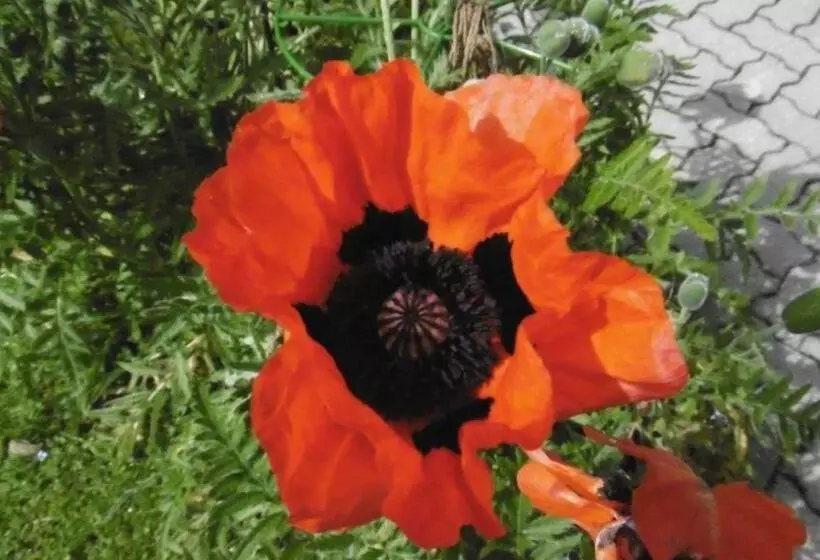 Majatalo Haus Kehlstein